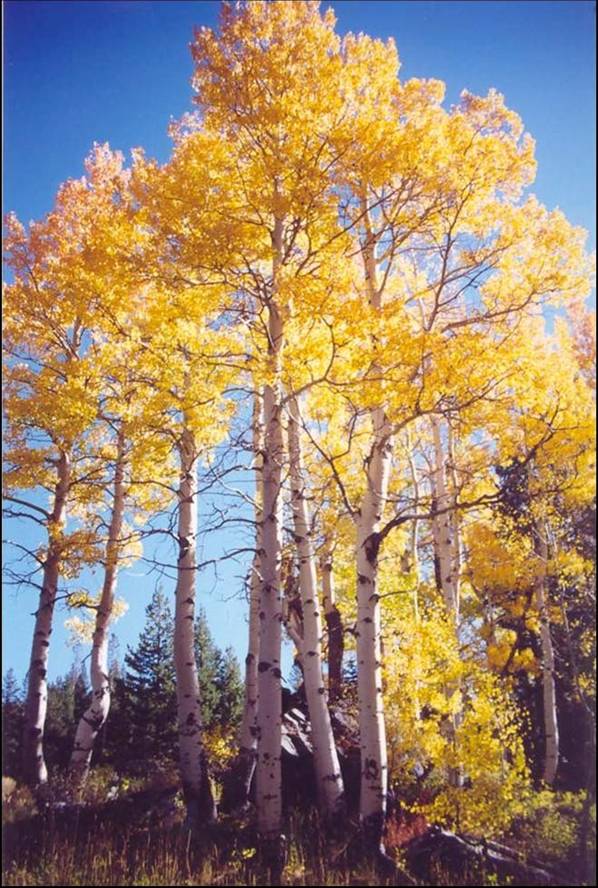 aspen