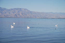 Picture of Pelicans floating on the Salton Sea