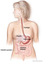 Anatomía del aparato gastrointestinal (digestivo); muestra el esófago, hígado, estómago, intestino grueso e intestino delgado.
