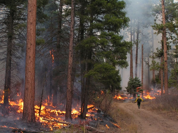 A firefighter watches over a prescribed burn, Pagosa Ranger District. Photo by Mark Roper, San Juan NF.