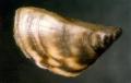 Zebra Mussel