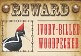 ivory-billed woodpecker – ivory bill – woodpecker search – Big Woods – Lord God Bird – Ghost Bird