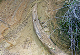 Santa Cruz Island – mammoth bone – mammoth tusk – California conservation