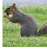 Photo: Squirrel