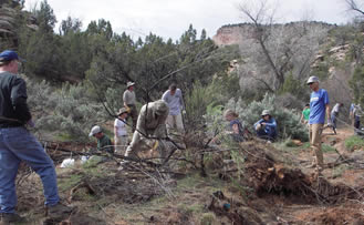 Volunteers cutting tamarisk in McInnis Canyons