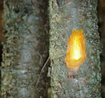 Characteristic orange inner bark of buckthorn. “Scratching the surface” is a good way of ensuring that one has a buckthorn plant.