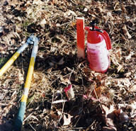 The tools of the honeysuckle trade. Hand loppers, a spray bottle containing 20% glyphosate and a red dye, and persistence