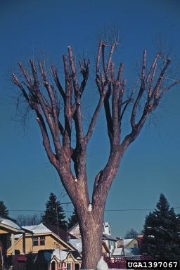 topping of American elm