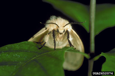 Asian Gypsy Moth - female adult