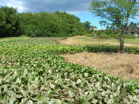 Water Hyacinth Invasion.