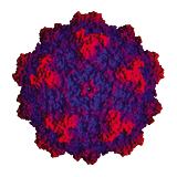 three-dimensional crystal structure of minute virus