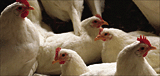 sidebar photo of chickens