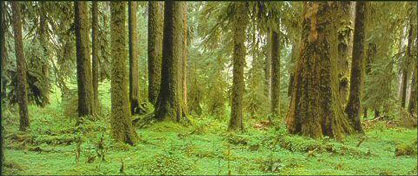 Photo:  Temperate Rain Forest