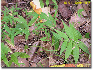 Here you can see the two species together, stiltgrass on the left and wavyleaf basketgrass on the right.