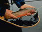 greenback cutthroat trout