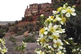 Spring in McInnis Canyons