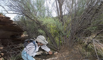 Tamarisk removal in McInnis Canyon