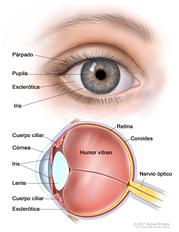 Anatomía del ojo; el dibujo de dos paneles muestra la parte interior y exterior del ojo.  El panel de arriba muestra el exterior del ojo con  el párpado, la pupila, la esclerótica y el iris; el panel de abajo muestra el interior del ojo con la córnea, la lente, el cuerpo ciliar, la retina, la coroides, el nervio óptico y el humor vítreo.