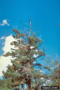 White Pine Rust