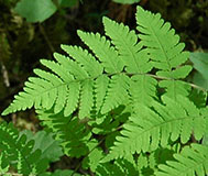 Oak Fern 