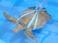 turtle in a cloth harness
