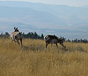 American pronghorn females feed voraciously to regain energy.