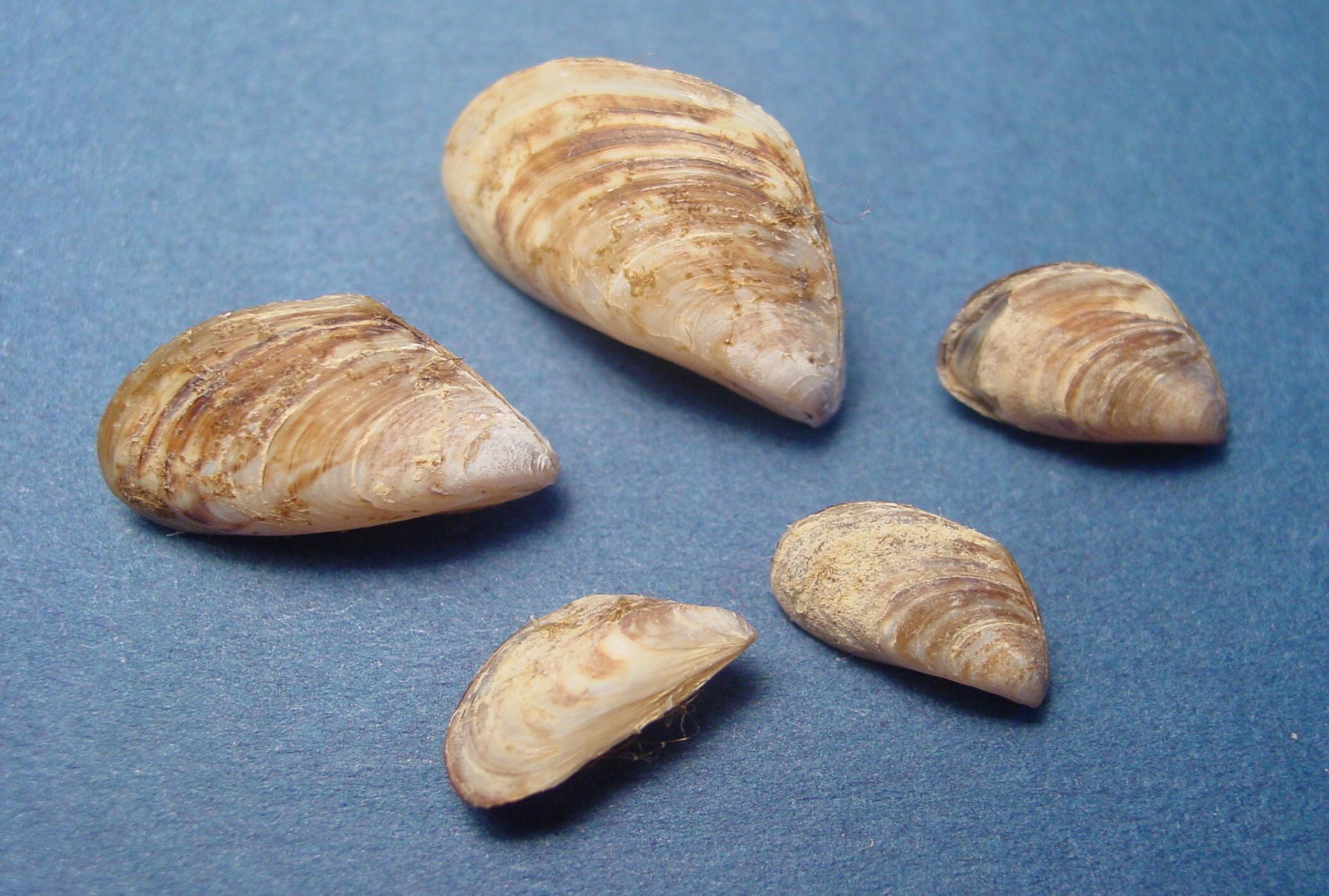 Quagga Mussel