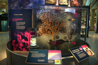 Coral display.
