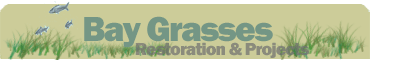 Maryland Bay Grass Restoration and Projects