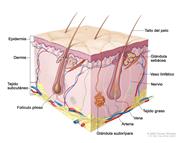 Anatomía de la piel; el dibujo muestra capas de la epidermis, la dermis y el tejido subcutáneo, como los tallos del pelo y los folículos pilosos, las glándulas sebáceas, los vasos linfáticos, los nervios, el tejido graso, las venas, las arterias y una glándula sudorípara.