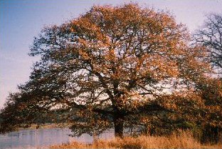 Garry Oak