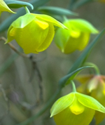 Calochortus pulchellus