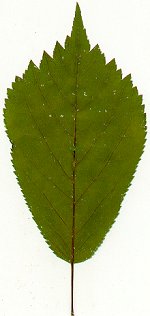 Panax quinquefolium leaflet