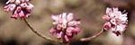 Flowering plant - Eriogonum truncatum - Photo credit: Scott Hein of Save Mount Diablo (click for News item)