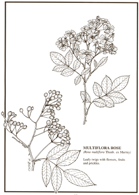 image of line drawing of Multiflora Rose