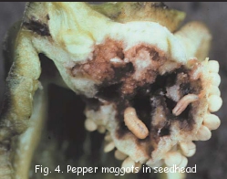 Fig. 4. Pepper Maggots in seedhead