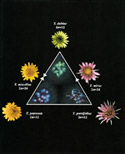 Botany and the Plant Sciences - Click on Image for JPG rendition
