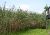 Phragmites thumbnail