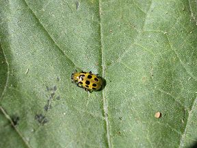 Spotted Cucumber Beetle