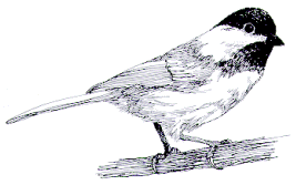 black-capped chickadee