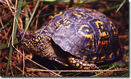 An eastern box turtle