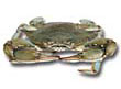 Blue Crab