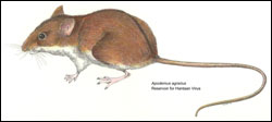 Striped field mouse (Apodemus agrarius)