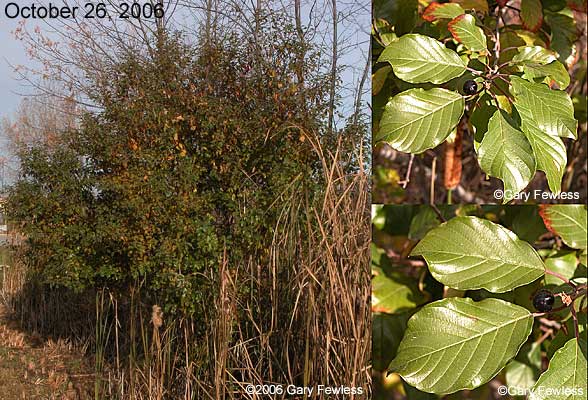 Rhamnus frangula (glossy buckthorn)