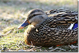 A duck with beautifully colored feathers