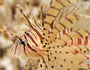 Stopping the Lionfish