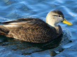 American Black Duck