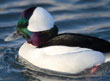 Bufflehead