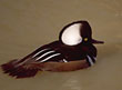 Hooded Merganser