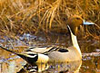 Northern Pintail